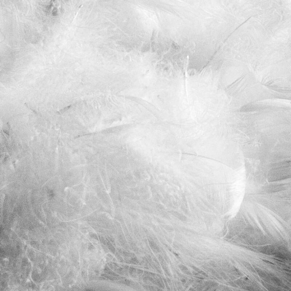 Couette 100% plumes d'oie OASI - 3